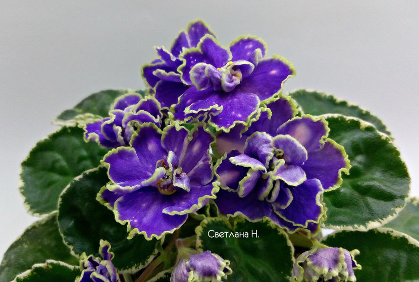 poza net - ND-Bosfor Vostochnyy