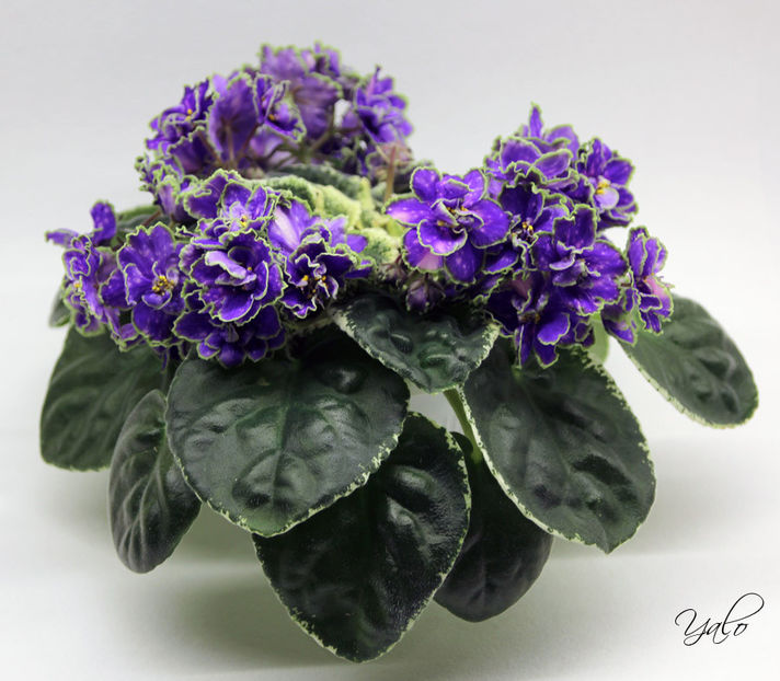 poza net - ND-Bosfor Vostochnyy