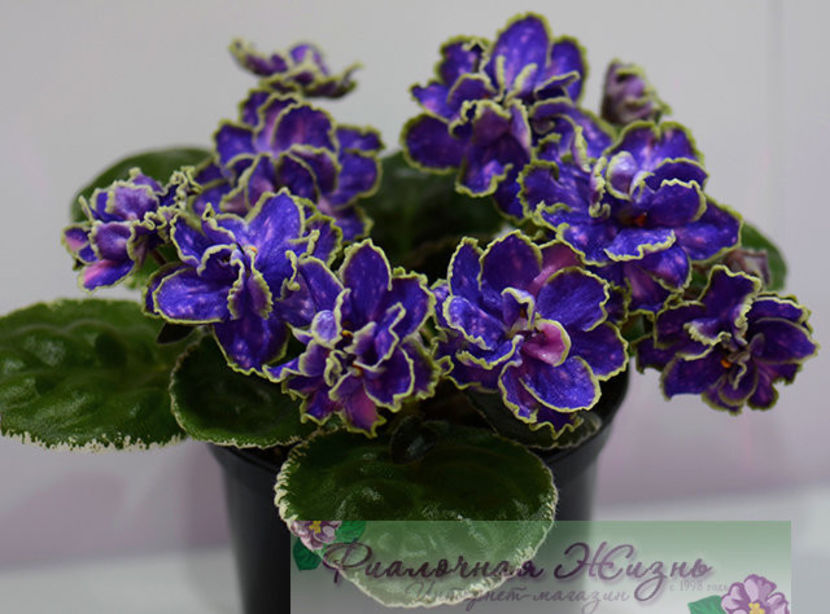 poza net - ND-Bosfor Vostochnyy