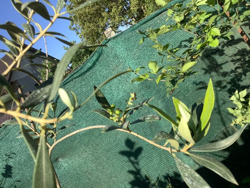 maslinul cu fructe - Lămâi