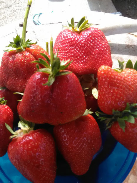  - Vind en-gros si en detail Capsuni