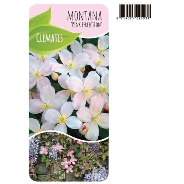 clematis-pink-perfection-hm-139126 - PINK PERFECTION