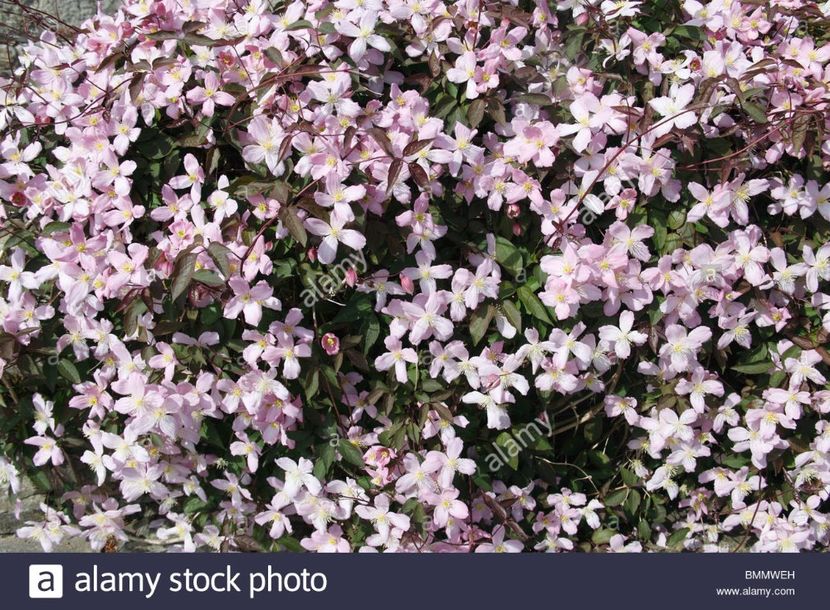 clematis-pink-perfection-plant-in-flower-BMMWEH - PINK PERFECTION