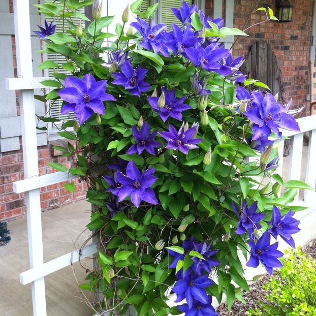 clematis-the-president - THE PRESIDENT