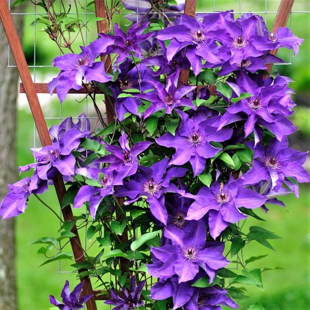 clematis-the-president2 - THE PRESIDENT
