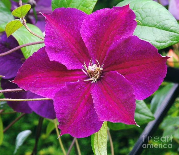 clematis-star-of-india-neil-joy - STAR OF INDIA