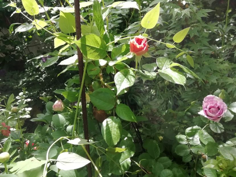  - Grădina 2020 continuare 1