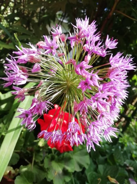  - Grădina 2020 continuare 1