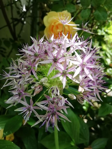  - Grădina 2020 continuare 1