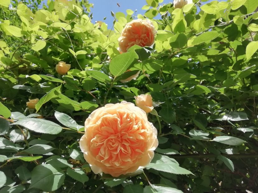  - Grădina 2020 continuare 1