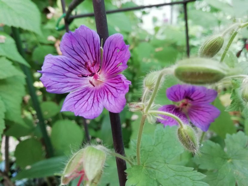  - Grădina 2020 continuare 1