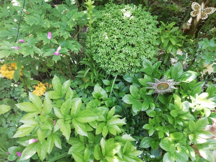  - Grădina 2020 continuare 1