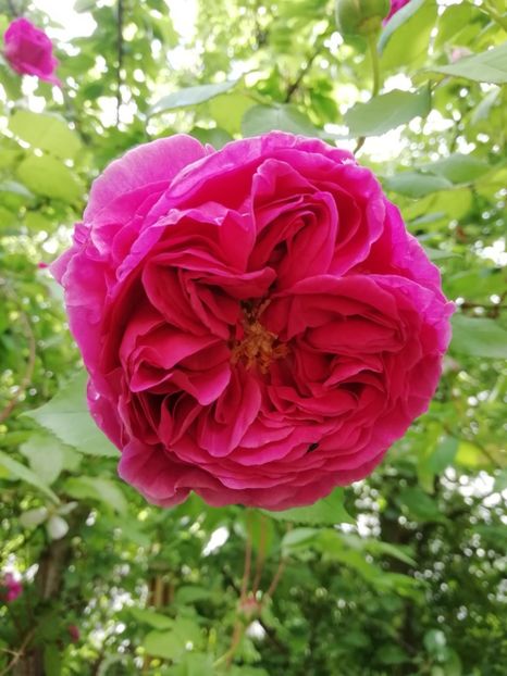 Madame Isaac Pereire - Grădina 2020 continuare 1