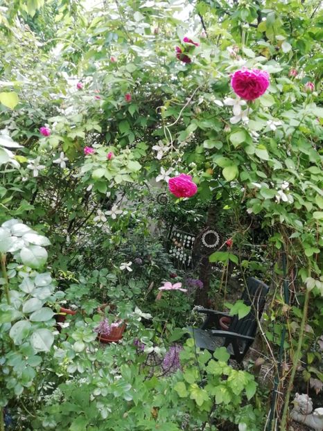  - Grădina 2020 continuare 1