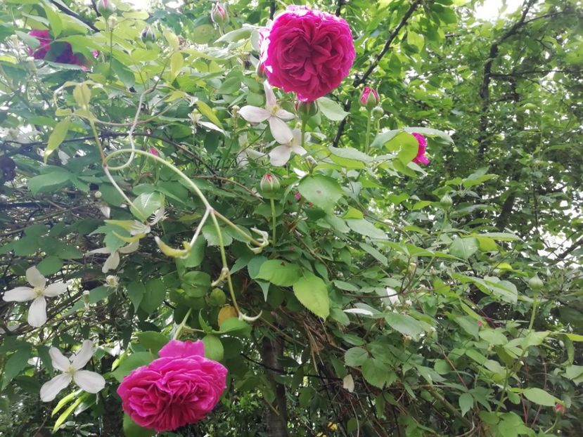  - Grădina 2020 continuare 1