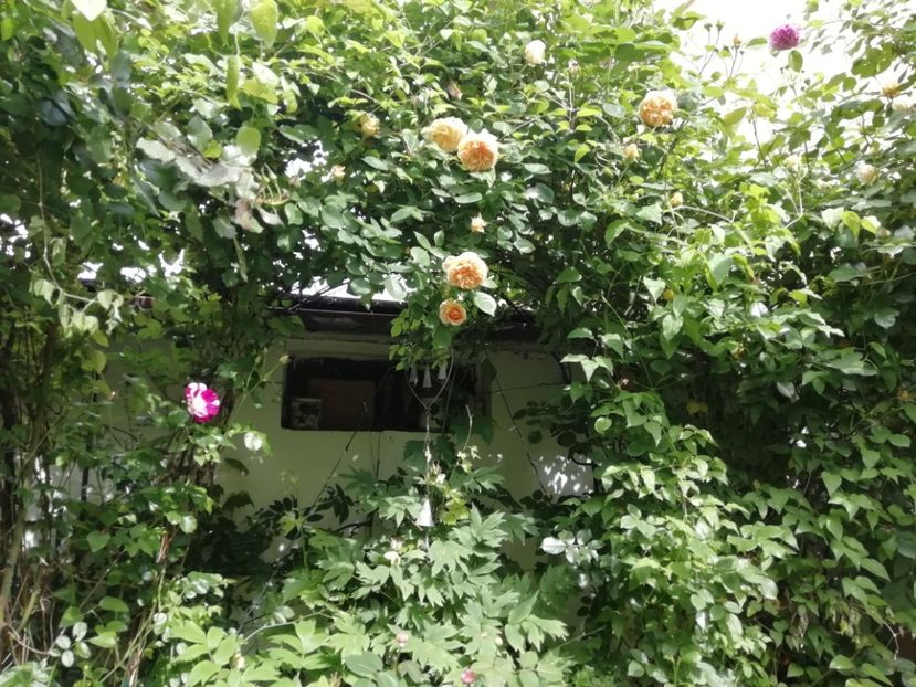  - Grădina 2020 continuare 1