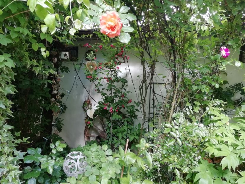  - Grădina 2020 continuare 1