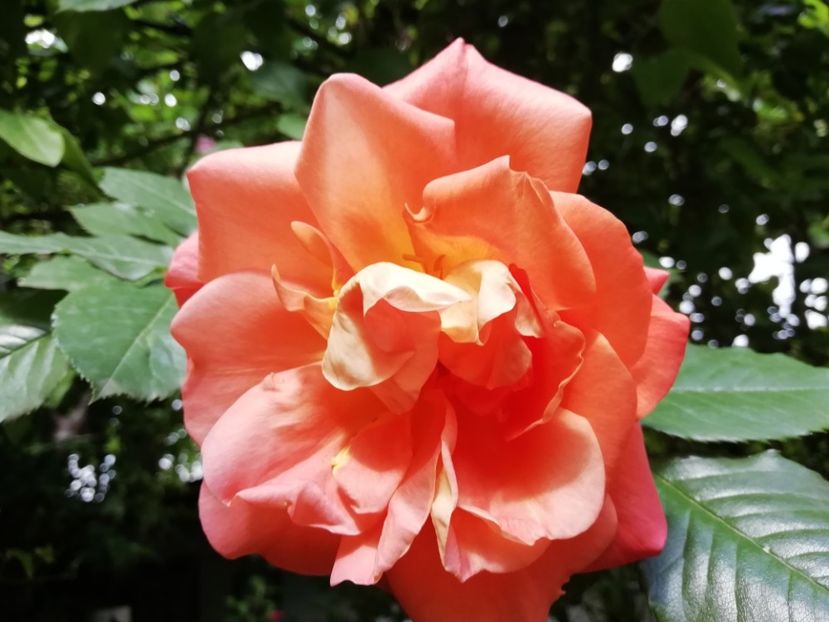 Westerland - Grădina 2020 continuare 1