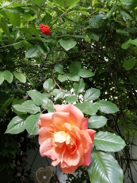  - Grădina 2020 continuare 1