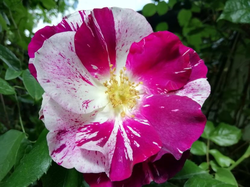 Purple Splash - Grădina 2020 continuare 1