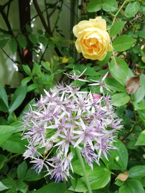 Graham Thomas - Grădina 2020 continuare 1