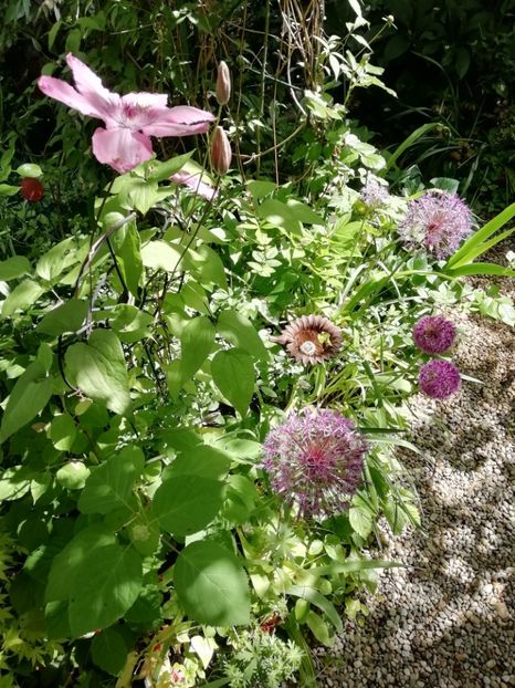  - Grădina 2020 continuare 1