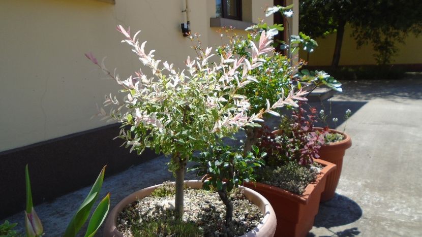 Salcie (Salix integra Hakuro-nishiki) - Bonsai si prebonsai 2018-2020