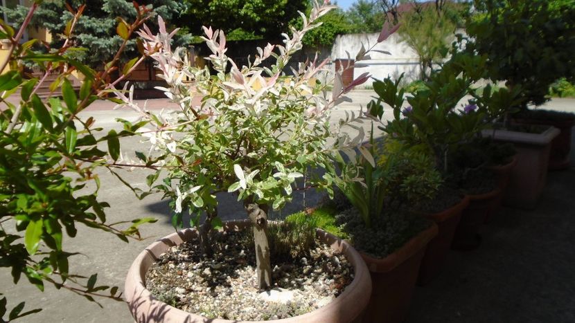 Salcie (Salix integra Hakuro-nishiki) - Bonsai si prebonsai 2018-2020