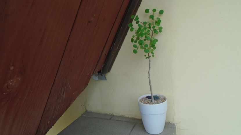 Euphorbia misera - Bonsai si prebonsai 2018-2020