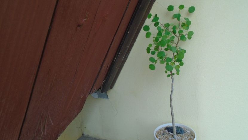 Euphorbia misera - Bonsai si prebonsai 2018-2020
