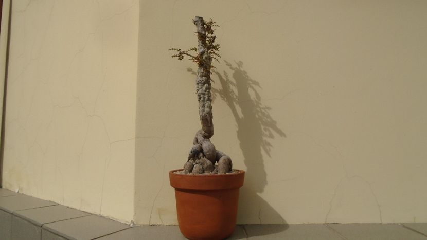 Operculicarya decaryi - Bonsai si prebonsai 2018-2020