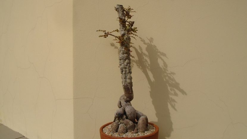 Operculicarya decaryi - Bonsai si prebonsai 2018-2020