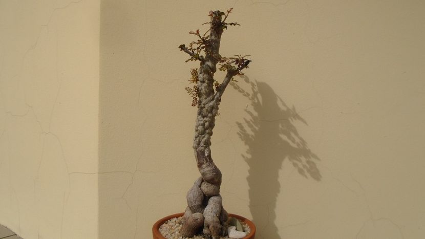 Operculicarya decaryi - Bonsai si prebonsai 2018-2020