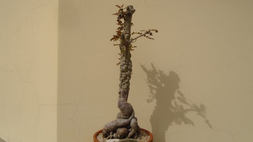 Operculicarya decaryi - Bonsai si prebonsai 2018-2020