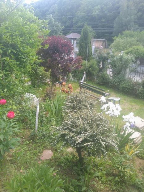  - Gradina mai 2020