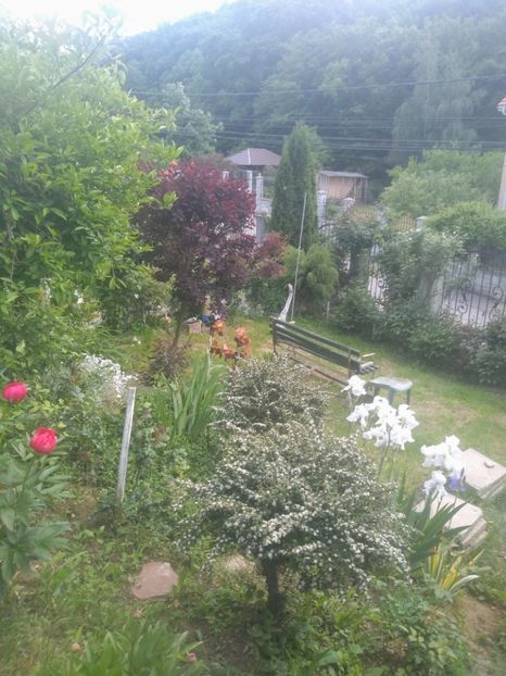  - Gradina mai 2020