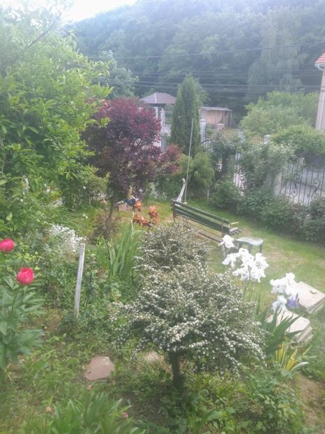  - Gradina mai 2020