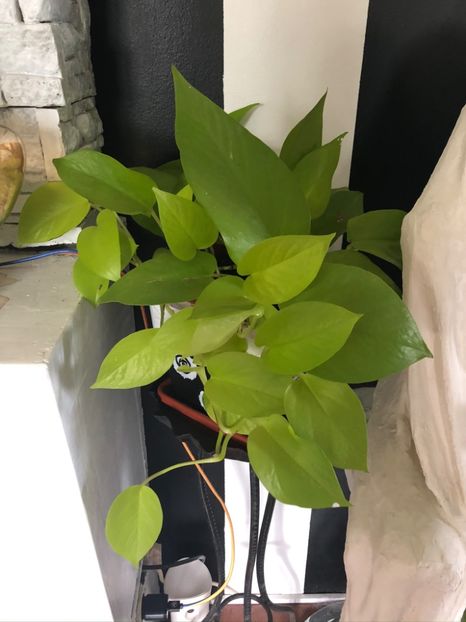 16 - Colectia pothos syngonium philodendron