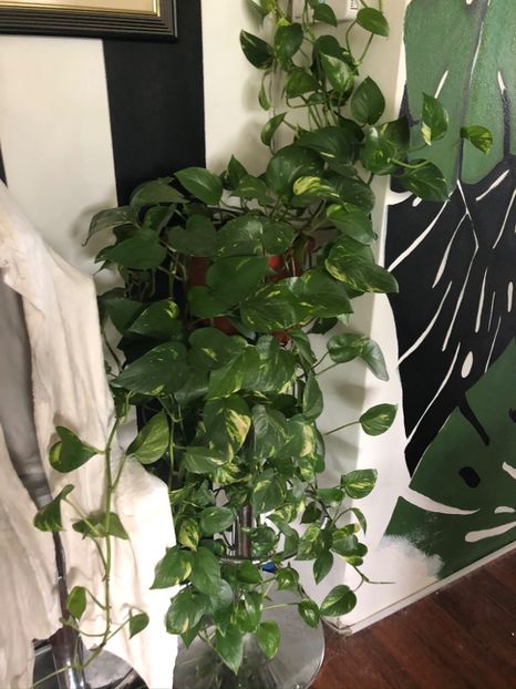 19 - Colectia pothos syngonium philodendron