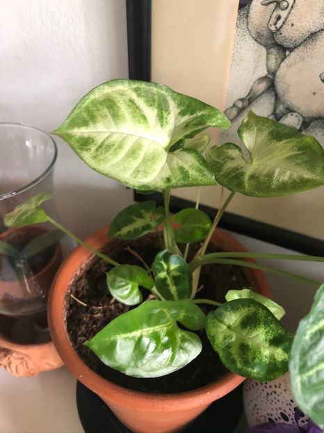 24 - Colectia pothos syngonium philodendron