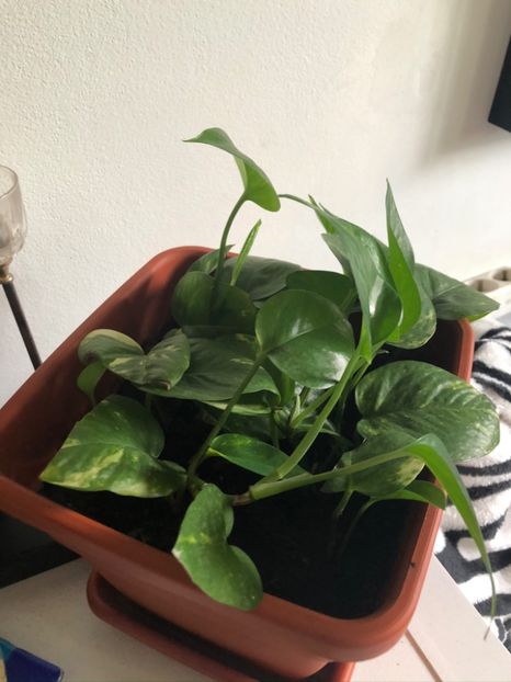 21 - Colectia pothos syngonium philodendron