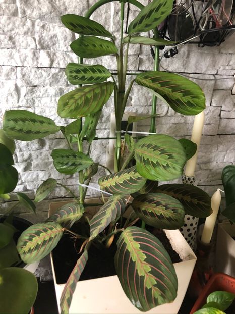 22 - Colectia pothos syngonium philodendron