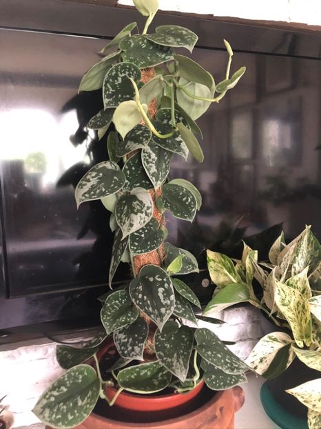 15 - Colectia pothos syngonium philodendron