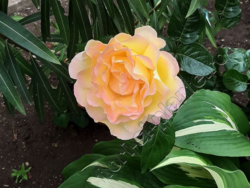 Trandafir - Flori gradina