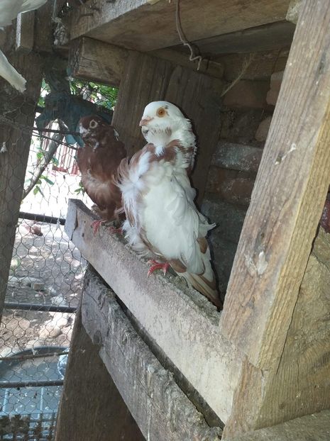 received_401480537479447 - pescarusi chinezi 2020