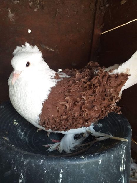 received_232579634661619 - Creti francezi cu capace 2020