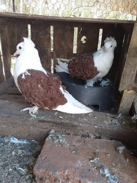 received_619456025333340 - Creti francezi cu capace 2020