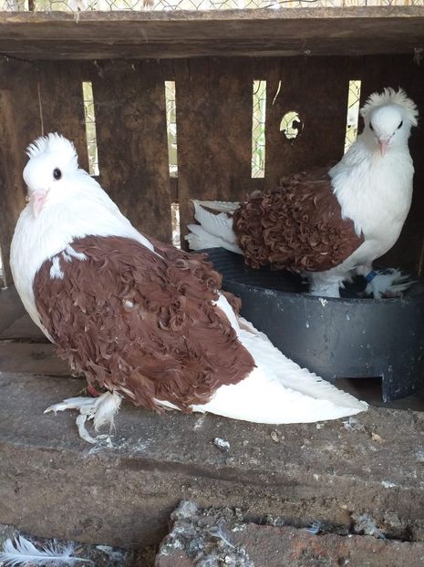 received_245566939863188 - Creti francezi cu capace 2020