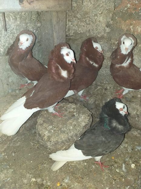 received_2361584900807688 - Capucini 2020