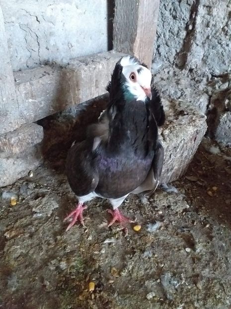 received_931693523944347 - Capucini 2020